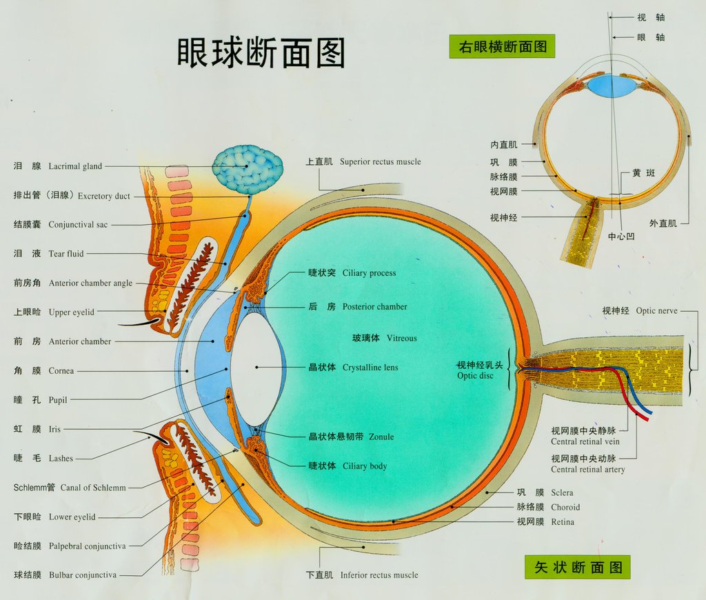 手绘正常眼底示意图,手绘眼底示意图,手绘眼底视网膜图(第9页)_大山谷图库