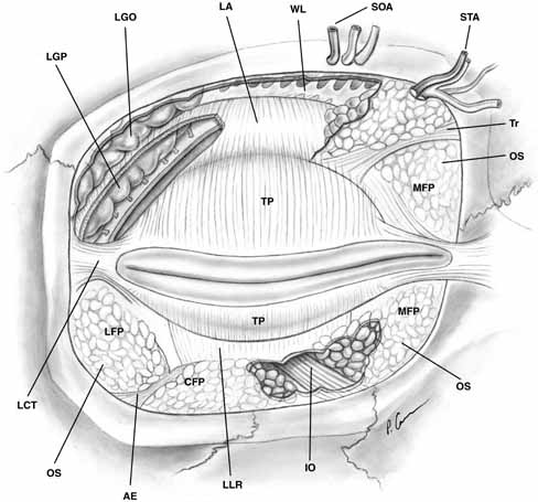 Orbital+septum+anatomy