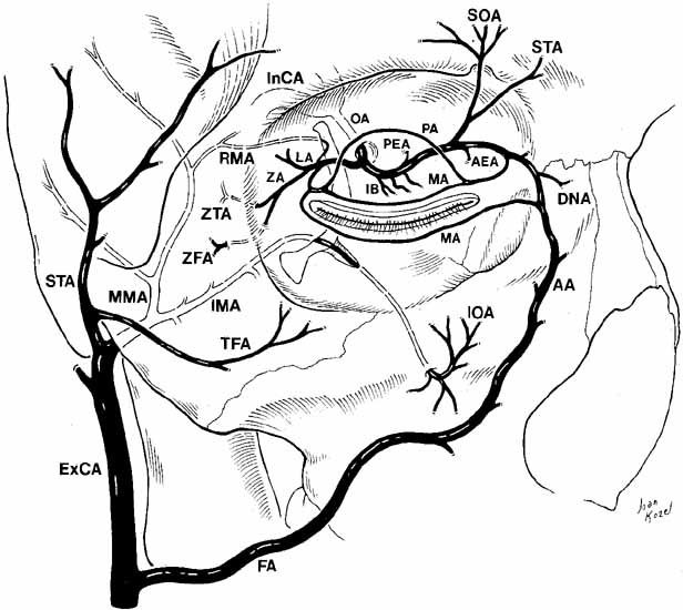 External Carotid Branches