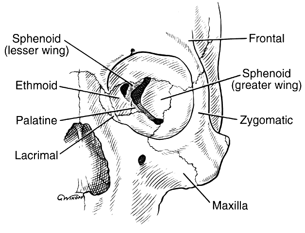 Orbital+septum+anatomy
