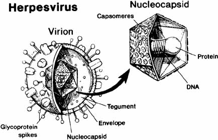 herpes zoster virus microscope