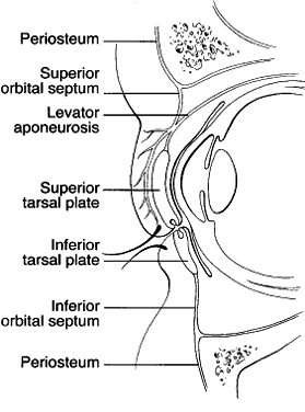 Orbital+septum+anatomy