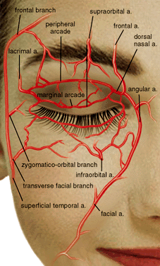 Foundation Volume 1, Chapter 5. Embryology and Anatomy of the Eyelid