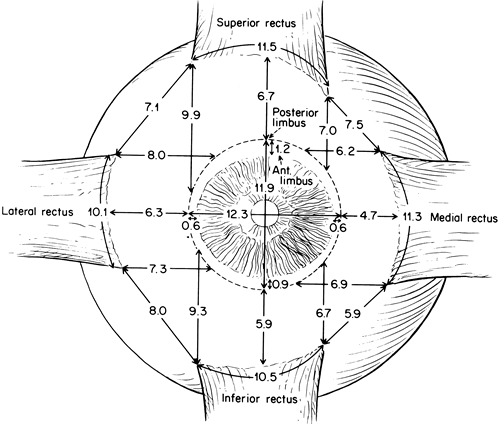 apt l  an anatomical reevaluation of rectus muscle insertions