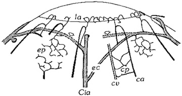 anterior ciliary arteries