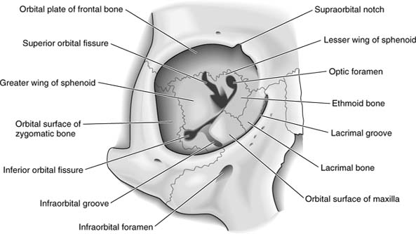 Orbital Bones – Ophthalmology Review